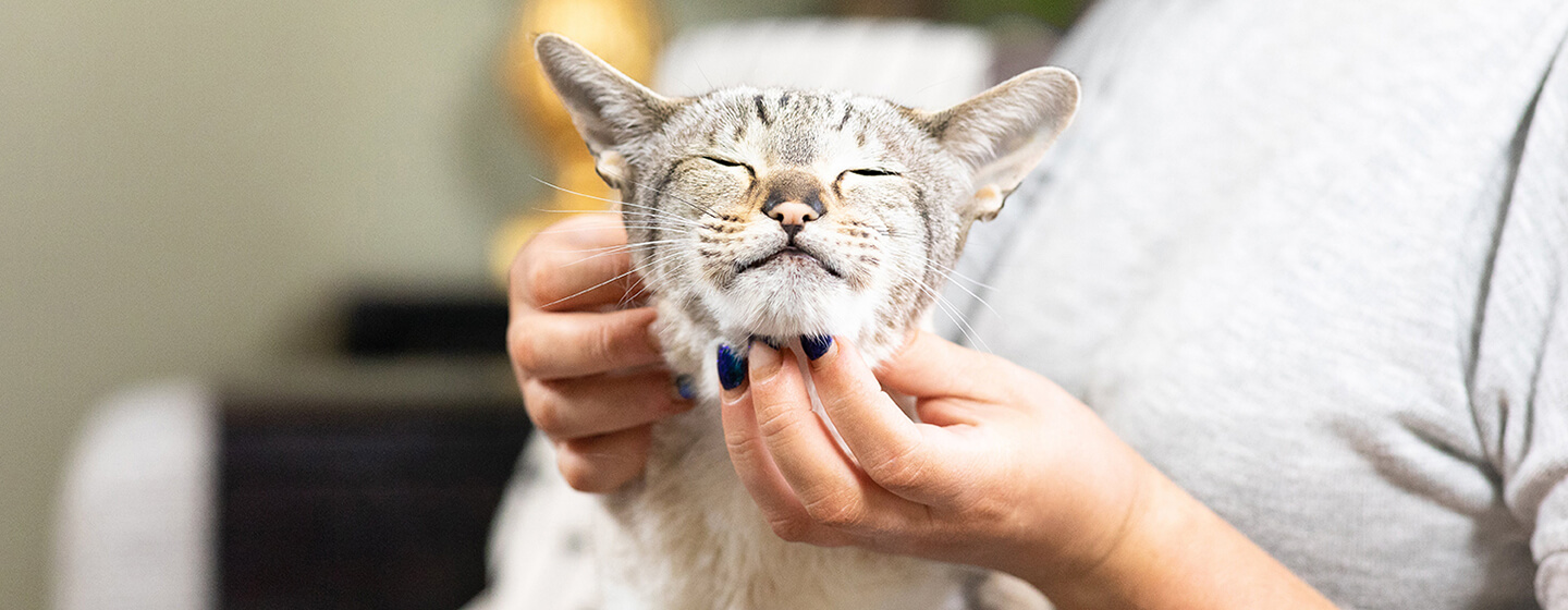 Comment donner un médicament à son chat Purina